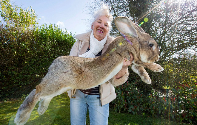 В Британии похитили самого большого кролика в мире