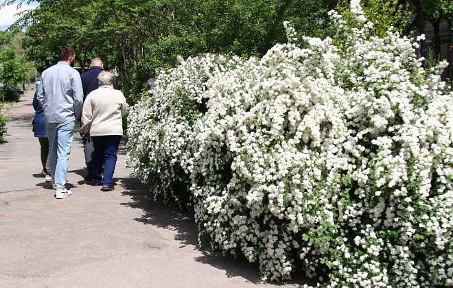 «Дніпро_квітучий»: дніпряни показали, як прижилися дерева, які вони висадили торік у рамках акції 
