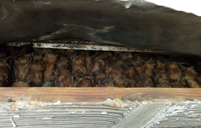 В Днепре в квартире многоэтажки спасатели обнаружили более 700 летучих мышей (ФОТО)