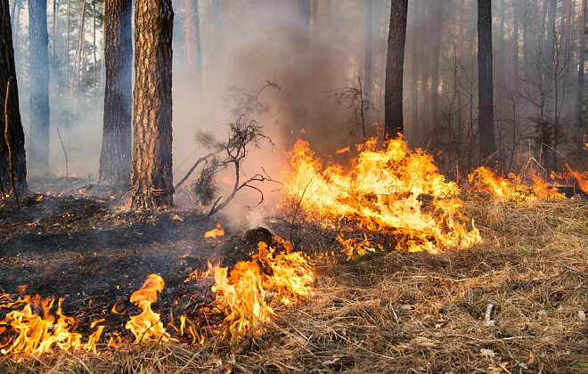 В экосистемах Днепропетровской области зафиксировано более 3,7 тыс пожаров