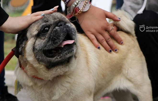Як у Дніпрі спеціально навчені собаки допомагають у реабілітації дітей з інвалідністю