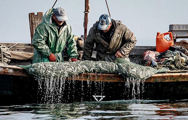 В Украине существенно увеличились штрафы за незаконный вылов рыбы: за одного окуня в 186 раз, за серебристого карася в 96  