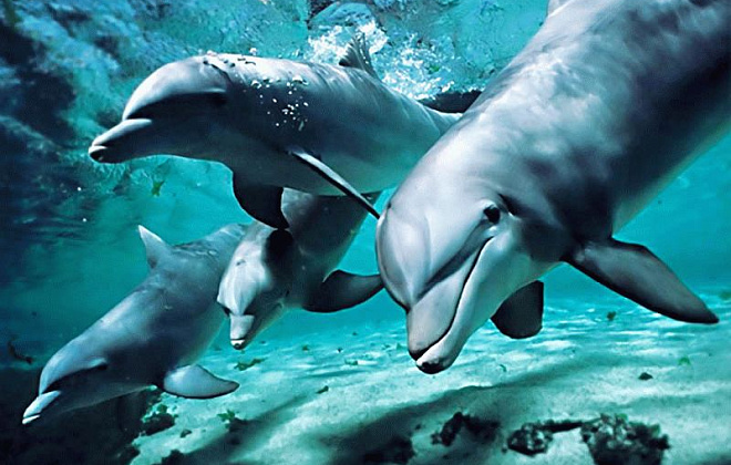 Два года ученые считали дельфинов в Черном море. Стали известны результаты исследования 