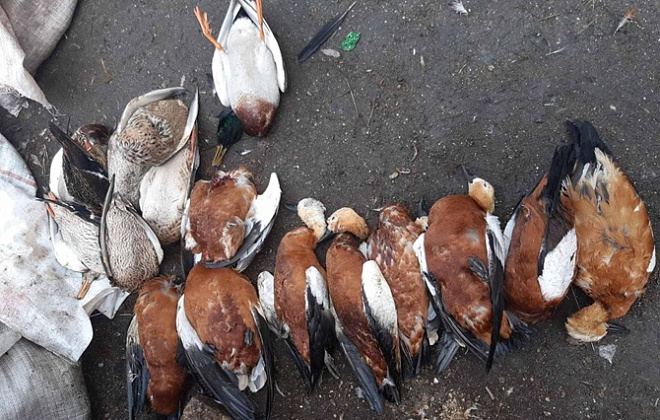 В заповеднике «Аскания-Нова» массово истребили птиц занесенных в Красную книгу