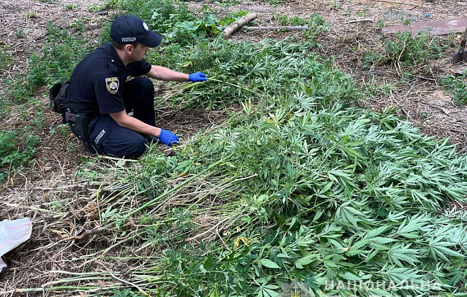 На Дніпропетровщині правоохоронці виявили незаконні посіви рослин снотворного маку та коноплі (ВІДЕО)