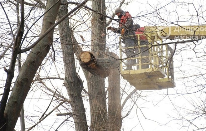 Удвічі більше: 300 здорових дерев замість 150 аварійних висадять у парку Глоб