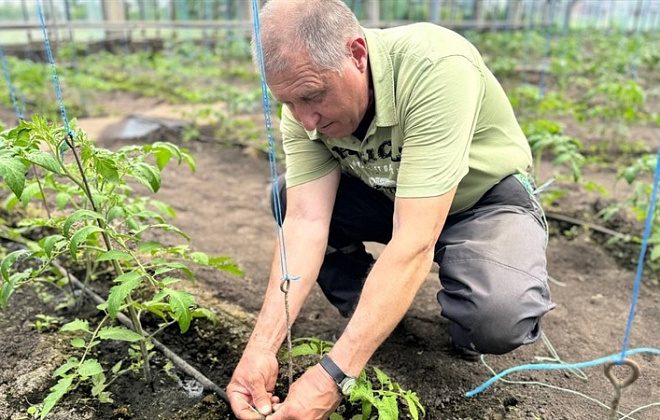 Вирощують овочі, з яких влітку куштують поживні салати: співробітники КП «Дніпровський електротранспорт» показали теплицю, за якою доглядають