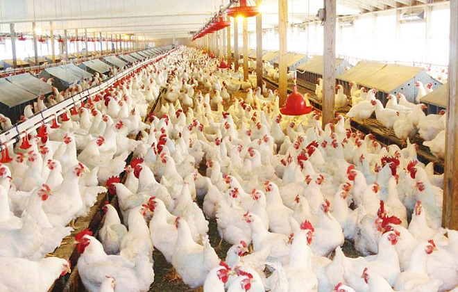 Украина должна войти в семерку крупнейших экспортеров мяса птицы