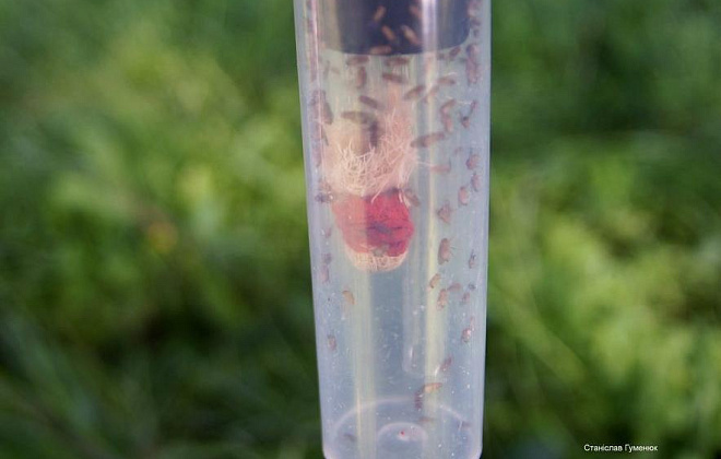 В Чернобыльском заповеднике нашли краснокнижных насекомых