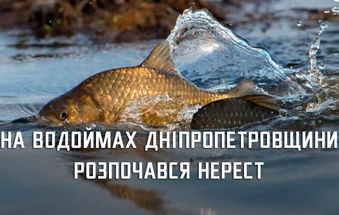 На Дніпропетровщині стартували нерестові обмеження на вилов риби