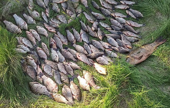 У Синельниківському районі рибалки назбирали незаконний улов: нанесений збиток довкіллю майже двісті тисяч гривень