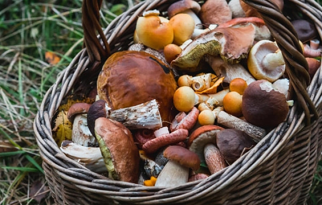 Небезпечні дари лісу: на Дніпропетровщині за останні дні зафіксовано 2 випадки отруєння дикорослими грибами