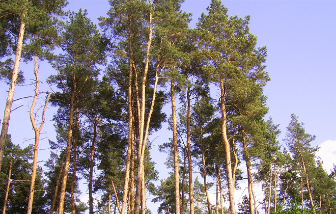 На Дніпропетровщині заборонили відвідувати ліси