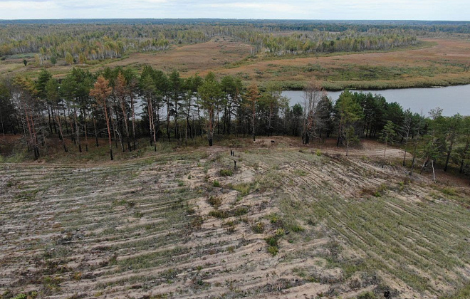 Около 8 тысяч уничтоженных деревьев и 40 млн гривен ущерба: должностным лицам госпредприятия на Черниговщине грозит срок (ФОТО) 