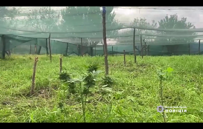 На Днепропетровщине 18-летний парень выращивал наркотики: общая сума которых составила  1 700 000 грн 