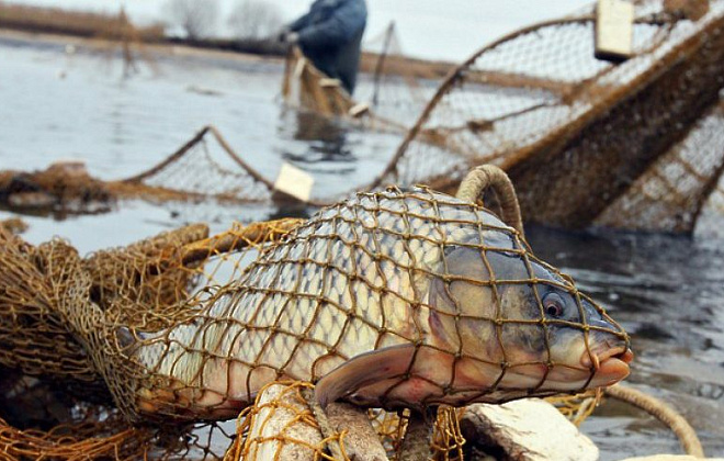 138 правопорушень, 248 кг вилученої риби — результат перших тижнів «нерестової заборони»
