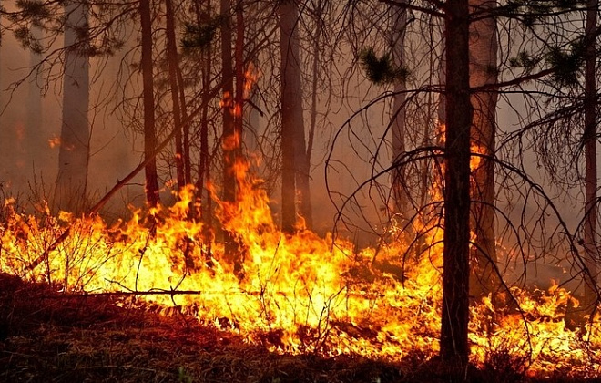 С начала 2021 года на Днепропетровщине выгорело около 800 га растительности 