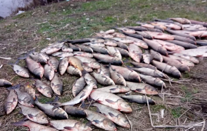 В Кировоградской области браконьеры наловили рыбы почти на 400 тысяч гривен