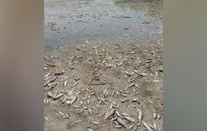 Через обміління Каховського водосховища на Дніпропетровщині загинуло 855 кг риби