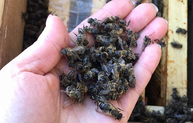 На Закарпатье погибло 8 миллионов пчел при транспортировке "Укрпочтой"