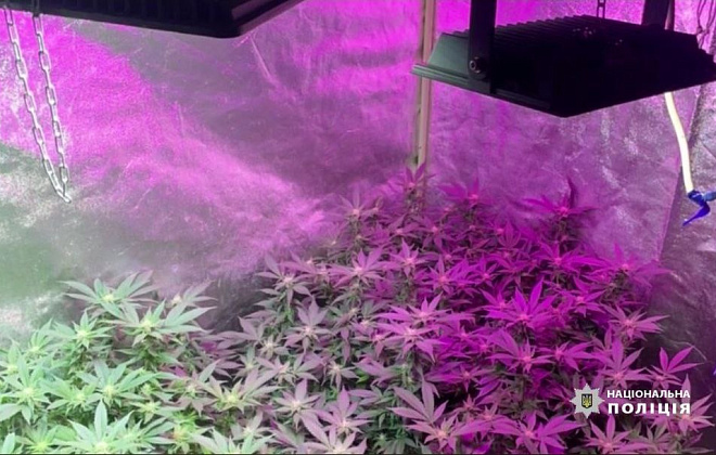 У Дніпрі поліцейські викрили наркоаграрія: вилучено рослин коноплі на півтора мільйона гривень (ВІДЕО)