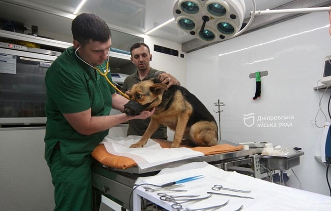 У Дніпрі в спеціальному автомобілі стерилізують собак: хто може скористатися безкоштовною послугою