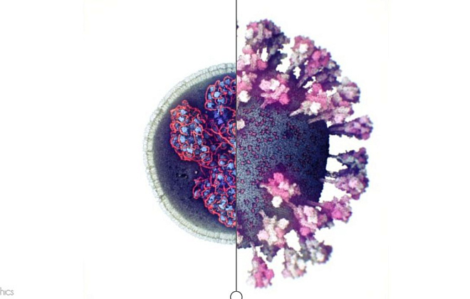 Ученые сделали первое 3D-фото коронавируса 