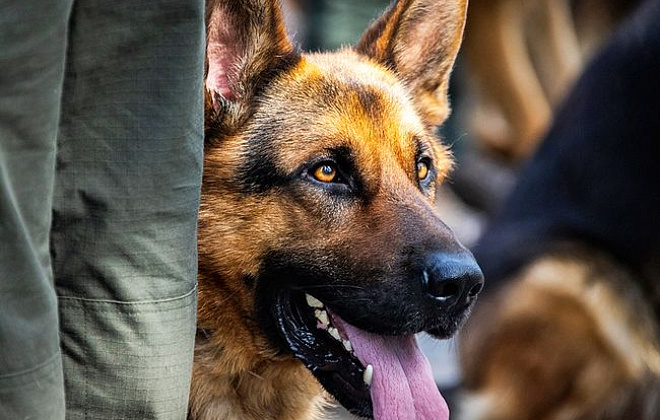 ТОП-5 самых популярных пород служебных собак: во сколько они «выходят на пенсию» и каковы их заслуги