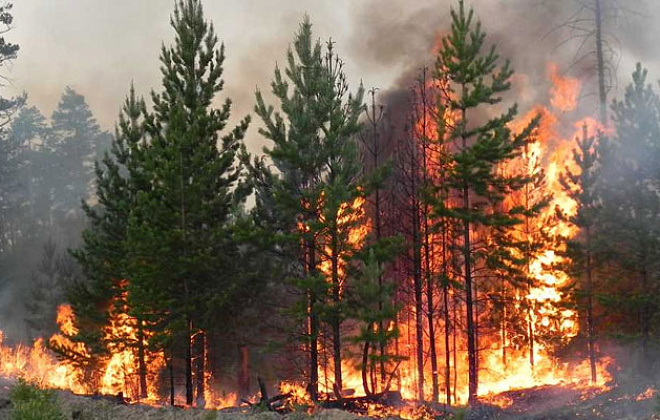 За 2021 год на Днепропетровщине возникло 9 пожаров в лесхозах