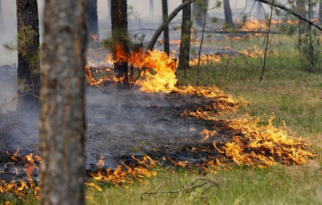 Спасатели предупредили о пожарной опасности в Украине: какие области в зоне риска