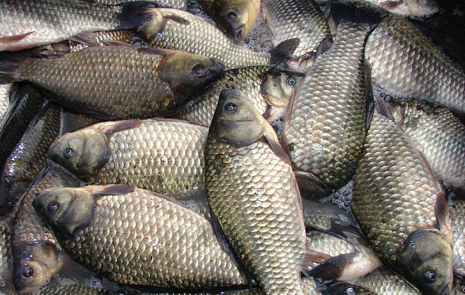 Суворий контроль за обігом риби: Держпродспоживслужба активно слідкує за обігом продуктів харчування на агропродовольчих ринках Дніпропетровщини 