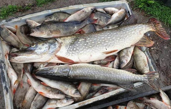 Масовий мор риби та загроза ботулізму: Держпродспоживслужба в Дніпропетровській області вживає заходи для боротьби з екоцидом та харчовими отруєннями