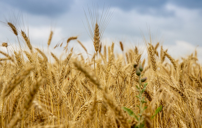 На Днепропетровщине собрали уже более 500 тыс тонн озимых ячменя и пшеницы