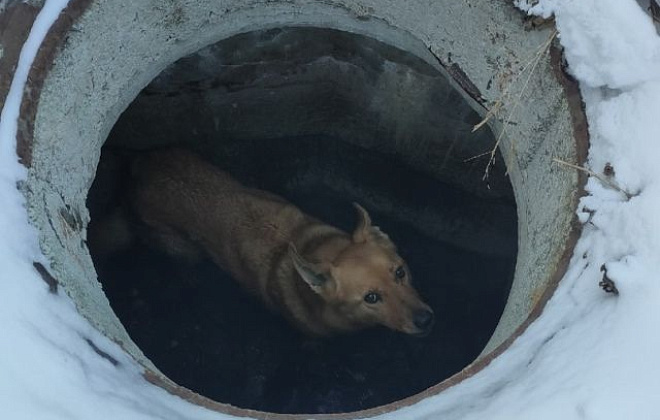 «Спасали животное»: в Черкасской области из резервуара с водой достали ребенка, мужчину и собаку