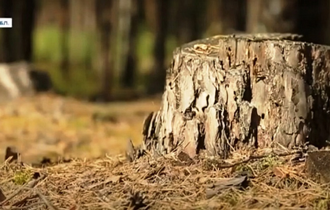 "Утро с Интером": как восстанавливают лес?