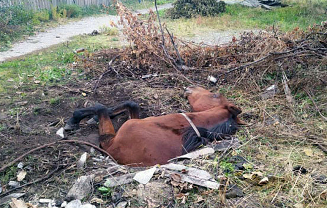 В Кривом Роге лошадь провалилась в яму: потребовалась помощь спасателей (ФОТО)