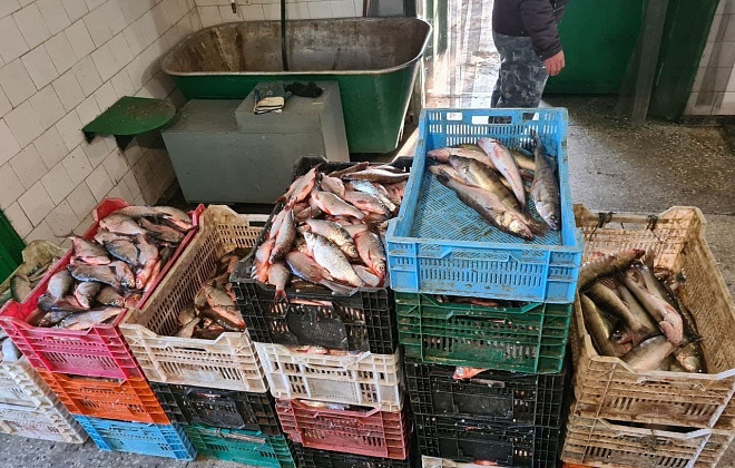 Три тысячи нарушений и убытки на сумму 7 млн грн: «улов» рыбоохранных патрулей 