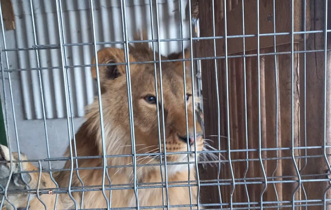 В Ивано-Франковской области спасают льва, которого удерживали в неволе  
